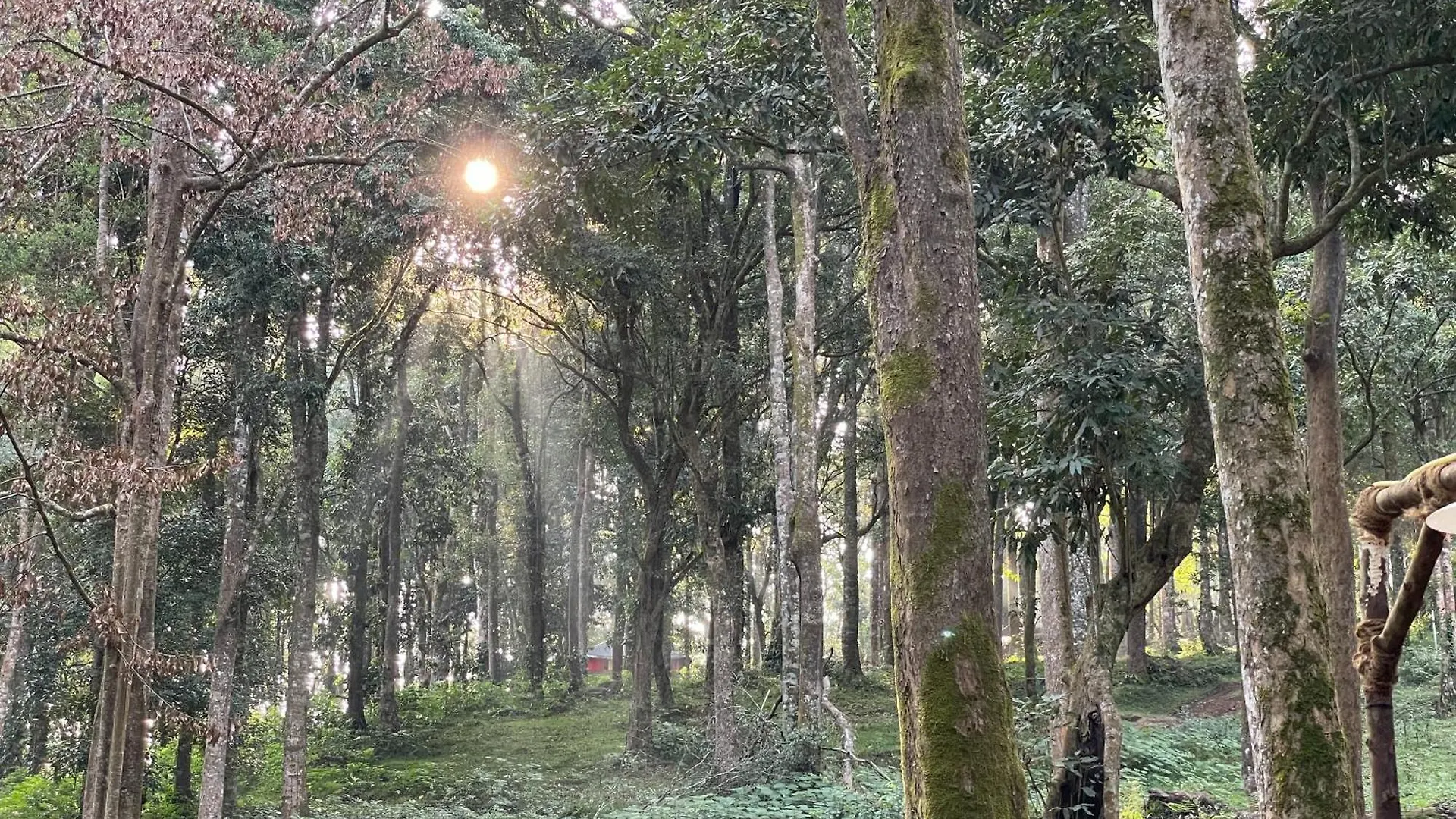 900 Woods Wayanad Eco Resort - A Sprawling Jungle Stay Near Glass Bridge Meppadi