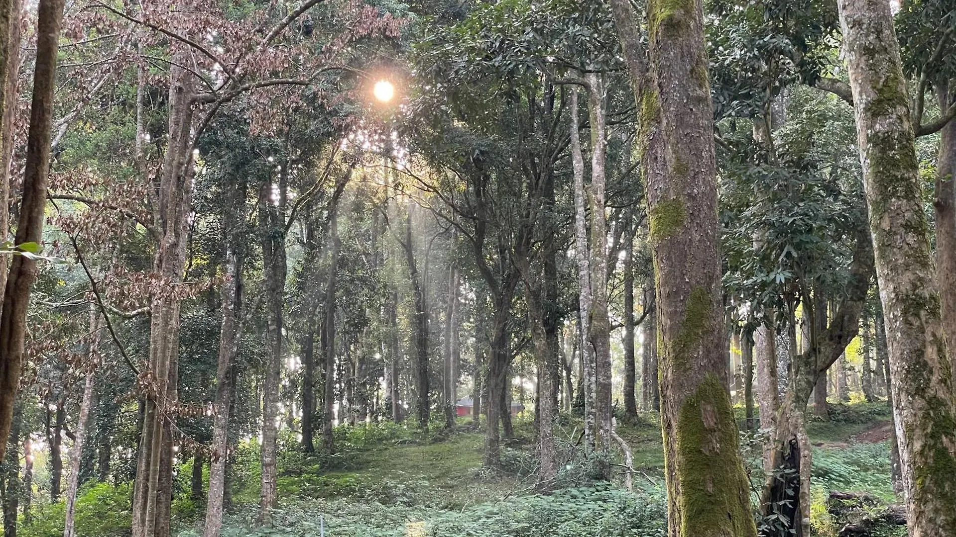 900 Woods Wayanad Eco Resort - A Sprawling Jungle Stay Near Glass Bridge Meppadi Индия