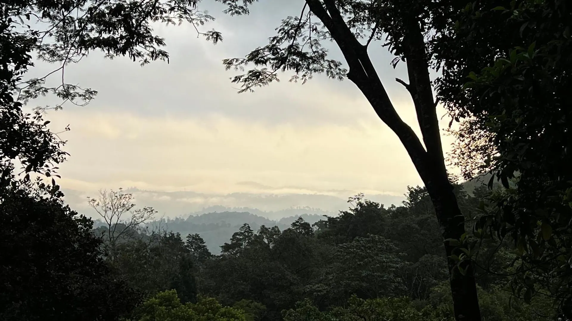 900 Woods Wayanad Eco Resort - A Sprawling Jungle Stay Near Glass Bridge Meppadi