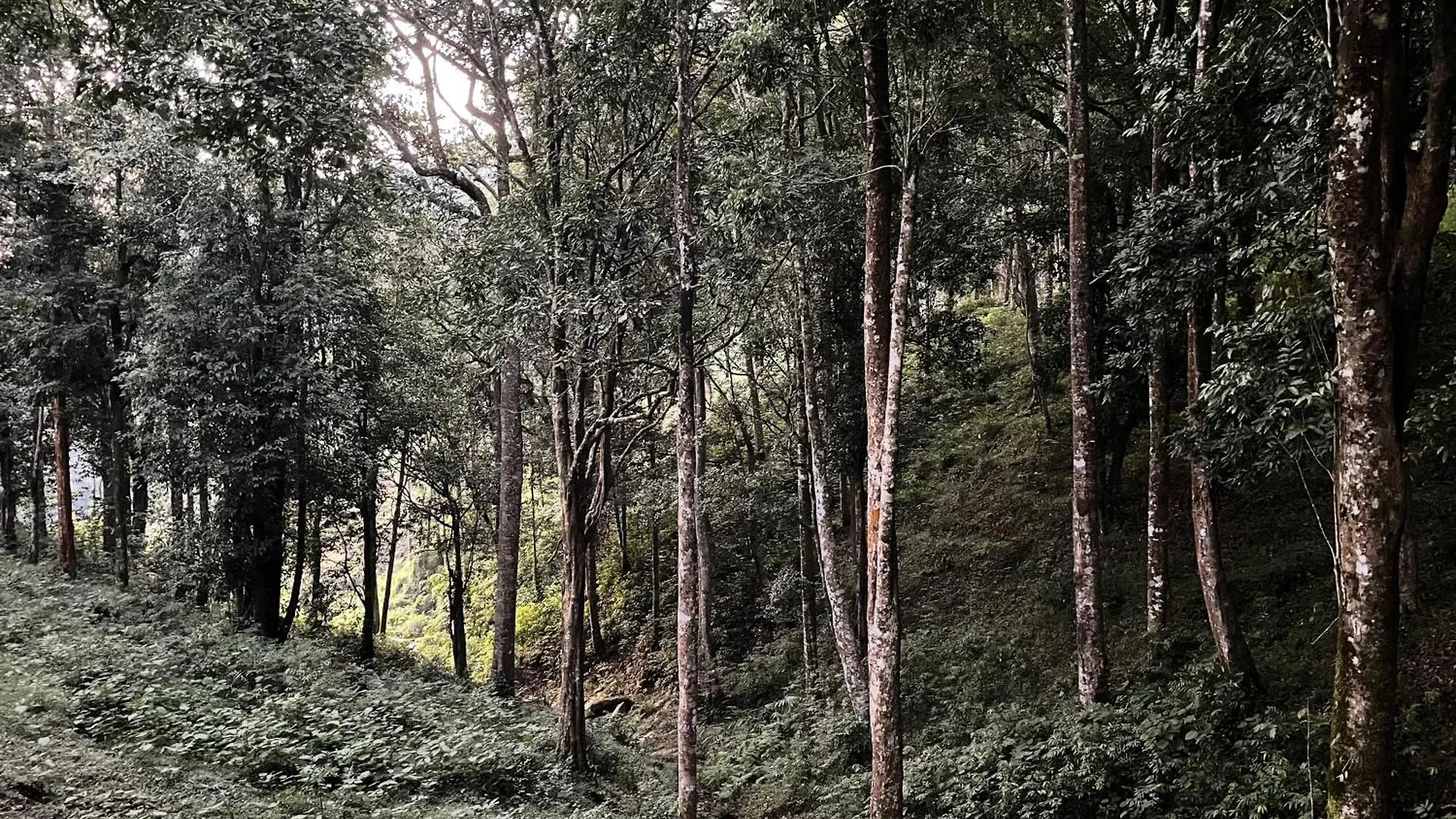 900 Woods Wayanad Eco Resort - A Sprawling Jungle Stay Near Glass Bridge Meppādi