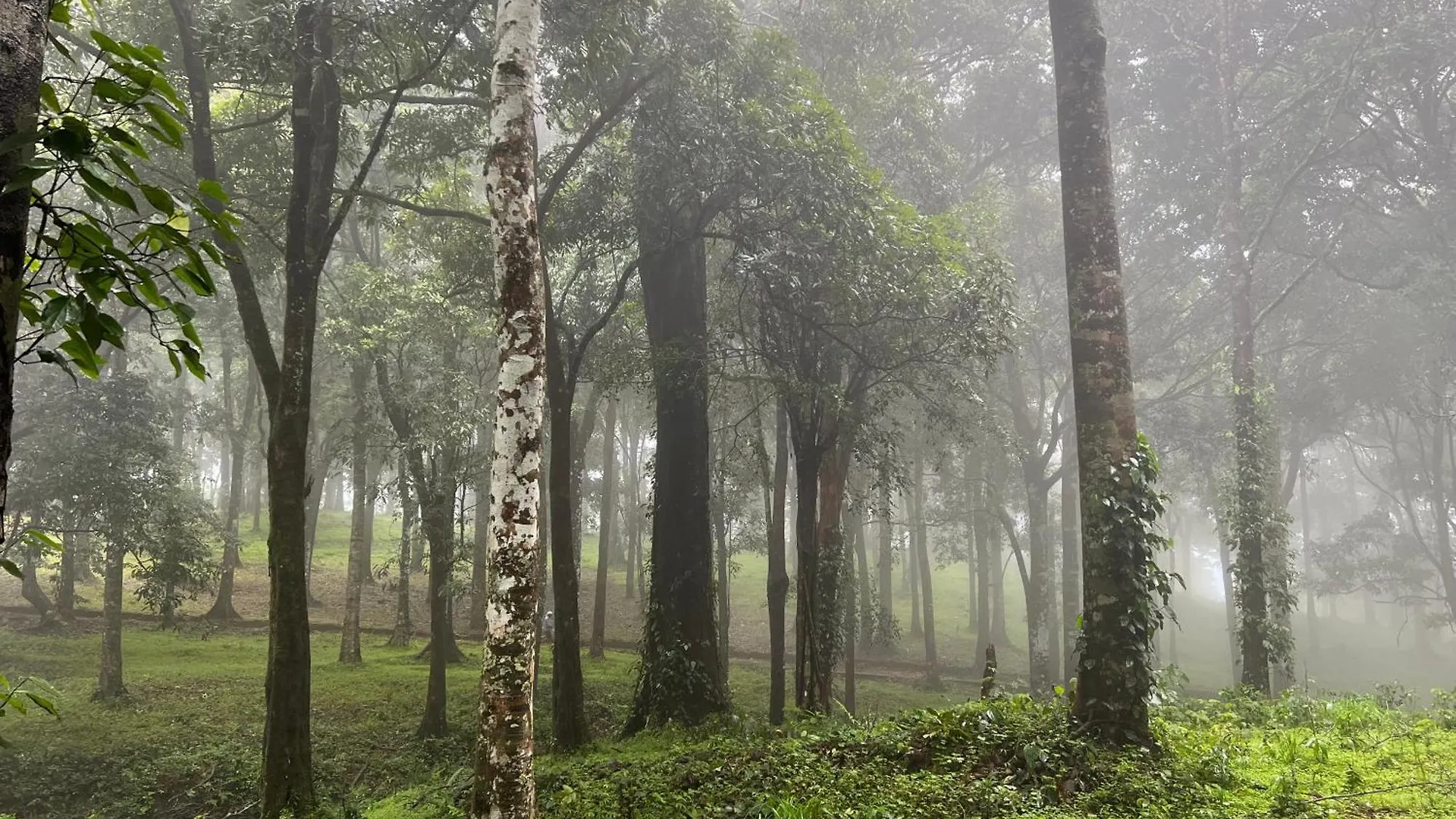 900 Woods Wayanad Eco Resort - A Sprawling Jungle Stay Near Glass Bridge Meppādi India