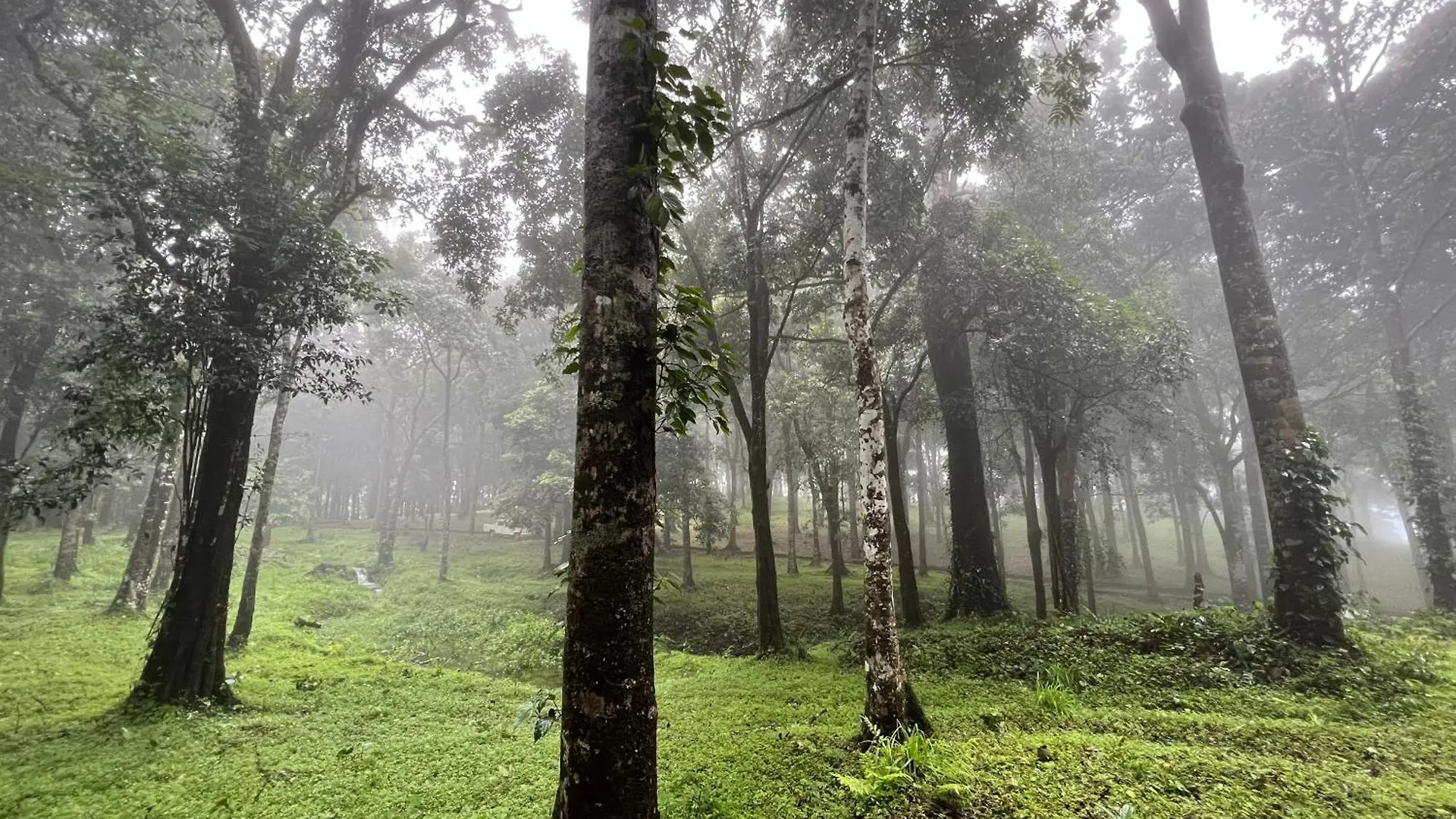 900 Woods Wayanad Eco Resort - A Sprawling Jungle Stay Near Glass Bridge Meppādi