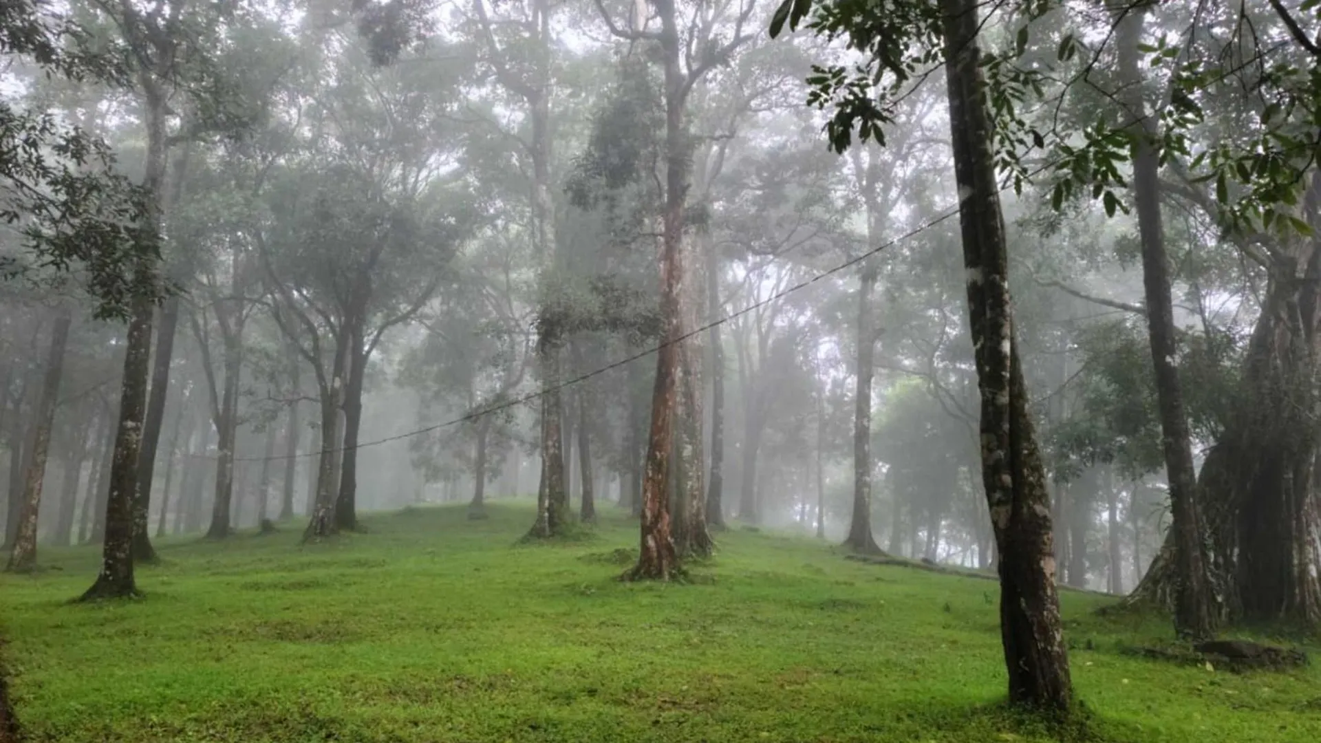 900 Woods Wayanad Eco Resort - A Sprawling Jungle Stay Near Glass Bridge Meppādi 인도